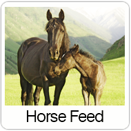horse-feed-over.png