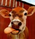 cow lick.jpg